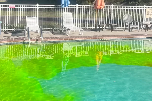 The Quality Inn Staff members and guests were shocked to find their pool this shade of green. 
